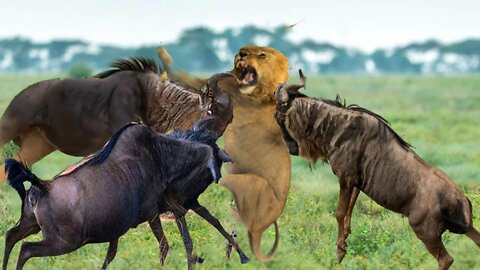 Incredible! Wildebeest Fights Madly And Knocks Down Lions To Escape - Wildebeest Vs Lion, Cheetah...