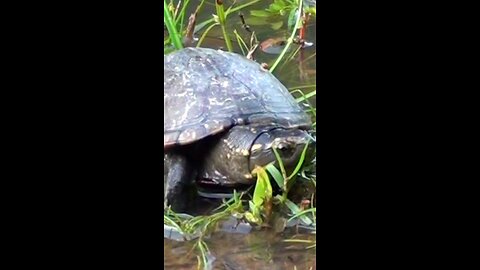 Turtles suffer from anxiety because of mainstream media.