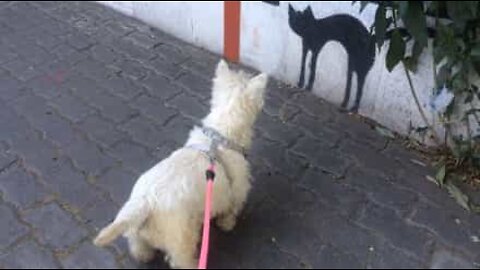 Dog is scared by a picture of a cat on a wall