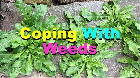 No. 987 – Coping With Weeds