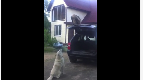 Gigantic griffon vulture perches itself atop van's trunk