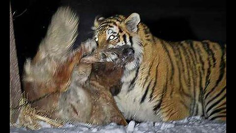 🐯 Tiger attacks dog 🐶