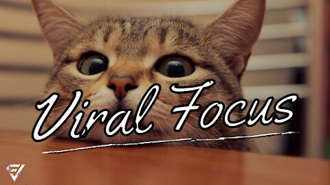 Funniest Viral Cats - Satisfying cute pets - Viral Focus (2021)