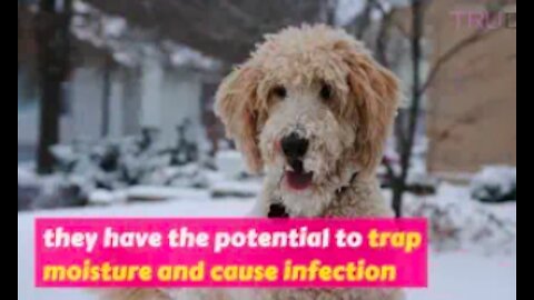 Health Concerns For Goldendoodles