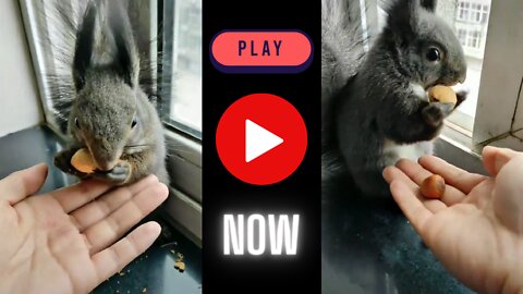 Cute Squirrel Funny Video ! Squirrel taking Nuts Out Of My Hand