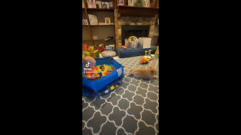 Baby Playing Ball With Dog