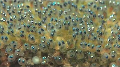 Fish eggs raving at the bottom of the sea