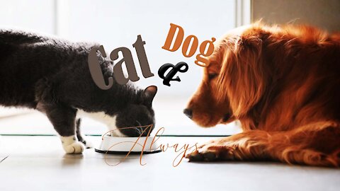 Cat & Dog always happy