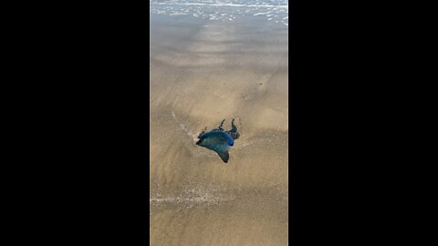 Portuguese man of war￼