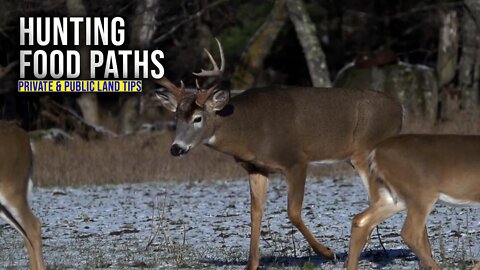 How to Hunt Whitetail Food Paths on Private and Public Land