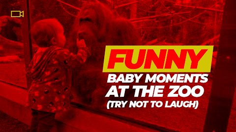 Funny Baby Moments At the Zoo (Try Not to Laugh)