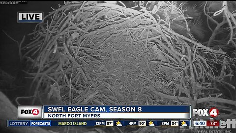 SWFL Eagle Cam back on line for breeding season