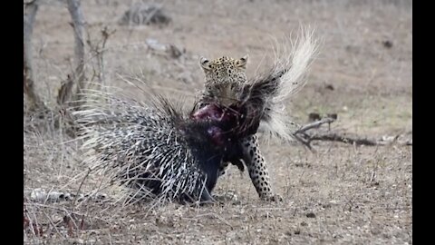 Leopard takes down porcupine!