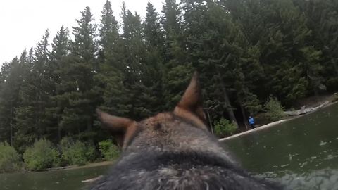 German Shepherd wearing GoPro swims and plays fetch