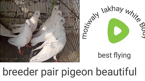 White makoy wahshi breeder pair pigeon beautiful flying