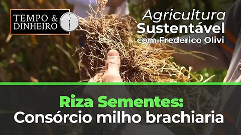 Riza Sementes: Consórcio milho brachiaria