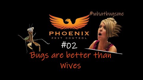 02 Bugs are better than Wives because... #whatbugsme