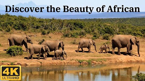 Discover the Beauty of African Animals in This Captivating Documentary