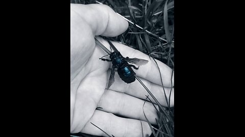 Luna and and an unusual Black Bee