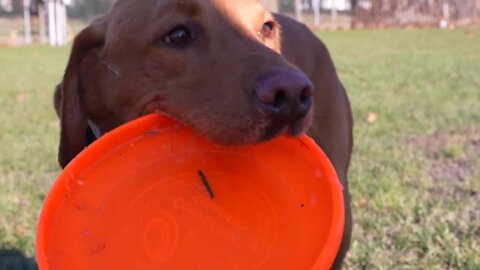 Jim and Terri Foley are celebrating 20 years of training MSU's Zeke the Wonder Dog