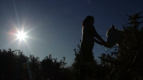 Silhouetted Woman And Pony In New Forest