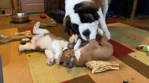 Playful St. Bernard and Great Dane puppies- Baby Walter is a gentle giant