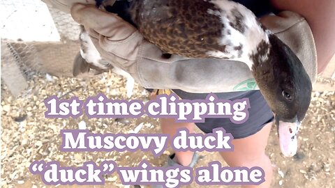 1st attempt at clipping muscovy duck ducks wings on my own 2023👏