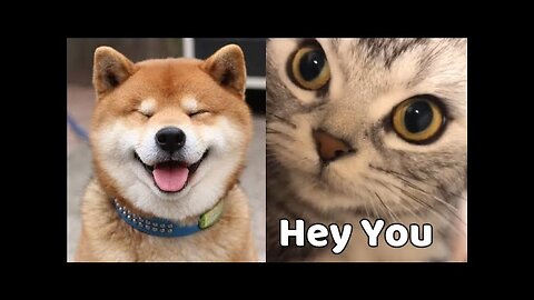 Funny Cute Cats And Dogs Videos 2020 💗 Compilation 💕 Cute is Not Enough