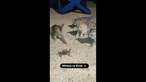 Cute Kittens vs Cute Crab 🦀