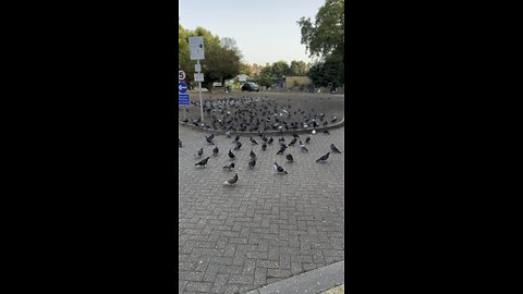 Bird feeding