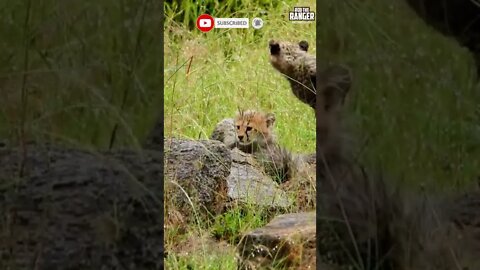 Playful Cheetah Cubs | Saturday #shorts