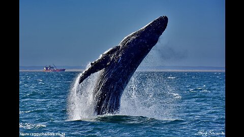 Whale jumps