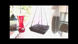 Live Bird Feeder in Asheville North Carolina. Up in the mountains. July 31th 2021