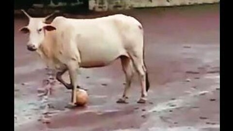 The Cow Play Football