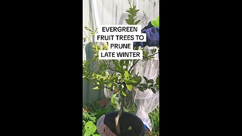 which evergreen fruit trees can you prune in winter