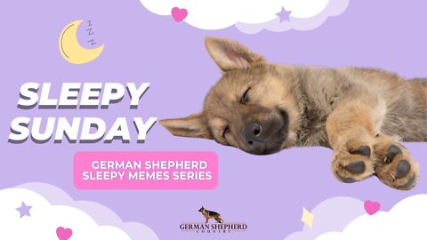 Sleepy Sunday 😴 Video #6 | German Shepherd Videos