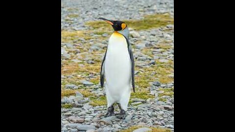 The * PENGUIN * | Animals For Kids |