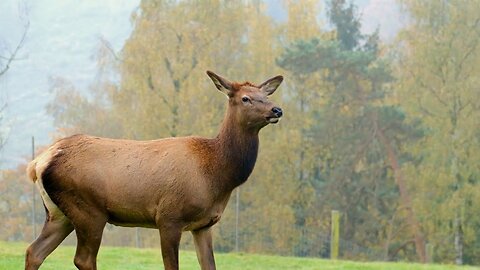 Elk, Walking