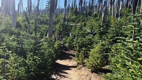 ENSCONCED IN SPRUCE TREES & Approach To & Crossing Canyon Creek! | Trail to Wasco Lake | 4K | Oregon