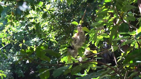 Cat TV: Take your Cat to the San Diego Zoo #felinetelevision