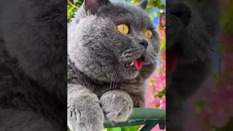 cute cat video😹funny video 😂1242😻cute animal funny cat #funnycatsvideos @🏝 تفكر في خلق الله ﷻ 🏝