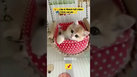 Cute Cat Funny Video 😂😹| #cutebabyfunny #Cat #cute #kitten #baby