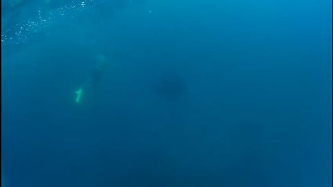 Swimming with giant stingrays in Bali Indonesia