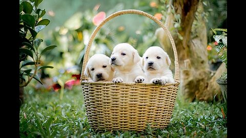 These puppies are so cute #short #puppys