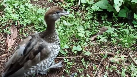 Australian Wood Duck ( Video 8 ), some close footage, and a Banded Rail pays a visit