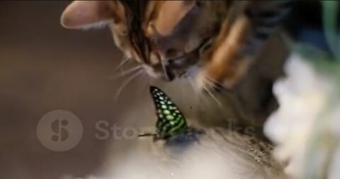 Cat playing with butterfly