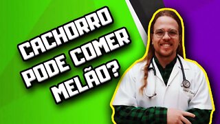 Cachorro pode comer melão? #shorts