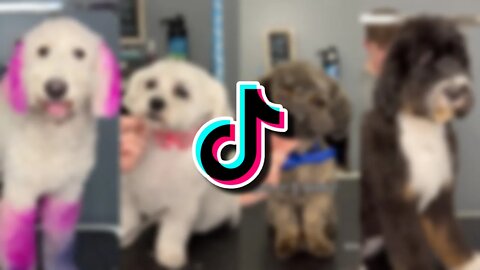 Dog Grooming by dogsbylogan Tiktok Compilation