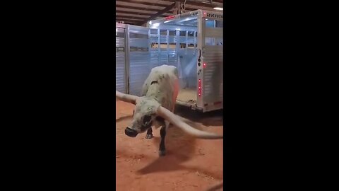 Just a bull #shorts #animals #cute #puppies #sea #monkey #world #funny #funnyvideo #truth