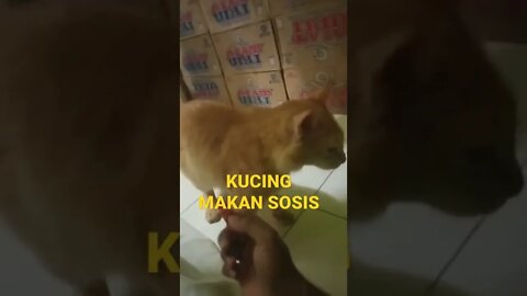 KUCING MAKAN SOSIS #short